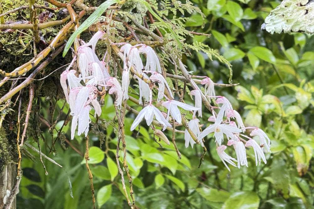 蘭の花 蘭の花