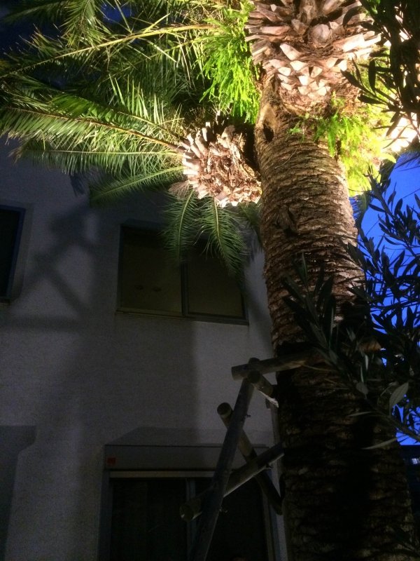 Lit-up 10m-high Palm Tree