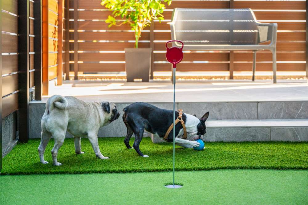 人工芝でボールを追いかける愛犬たち